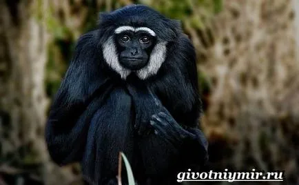 Gibbon ce