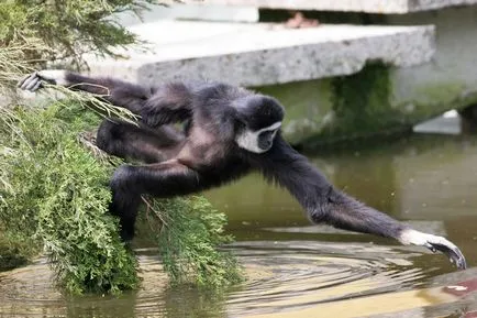 Gibbon ce