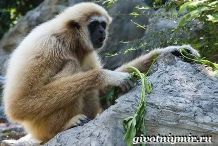 Gibbon ce