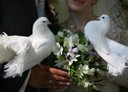 Doves pentru nunti Doves pentru nunti