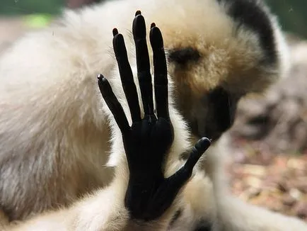 Gibbon ce