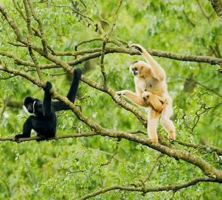 Gibbon ce
