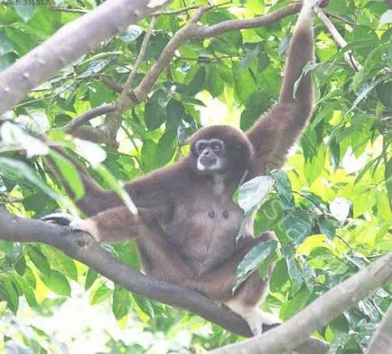 Gibbon ce