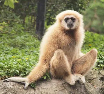 Gibbon ce