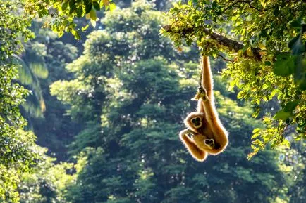 Gibbon ce Gibbon ce