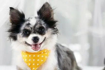 Numele pentru băieți câini chihuahua