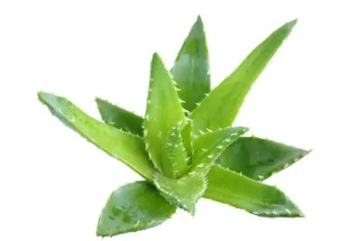 Cum sa scapi de iritare pe picioare Cum sa scapi de iritare pe picioare