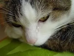 Vitamina pentru pisici