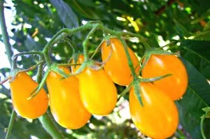 Cel mai delicios varietate de tomate