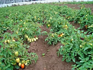 Cel mai delicios varietate de tomate