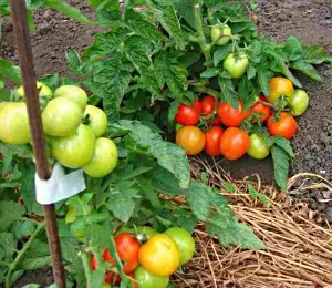 Cel mai delicios varietate de tomate