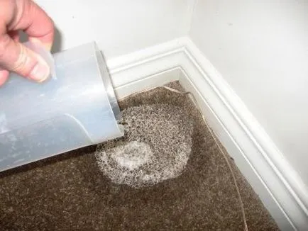 Cum de a elimina mirosul de urină de pisică Cum de a elimina mirosul de urină de pisică