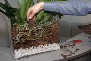 Care este drenaj pentru ghivece cu plante