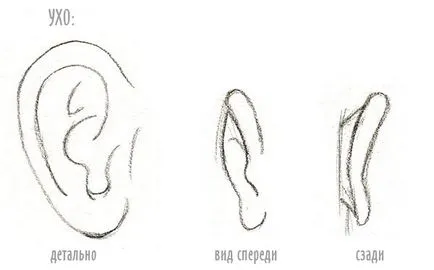 Cum de a desena o fata din lateral Cum de a desena o fata din lateral