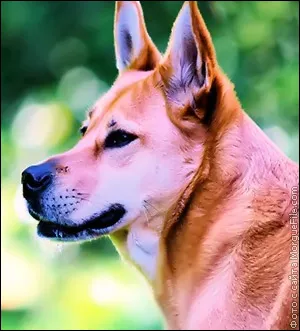 Cum de a trata un câine împotriva căpușelor Cum de a trata un câine împotriva căpușelor