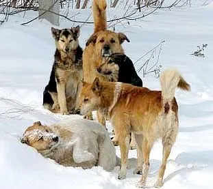 câini victimă câini victimă