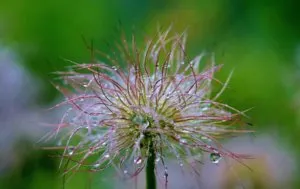 Cum sa faci un suport pentru Clematis Cum sa faci un suport pentru Clematis