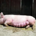 Cum să hatch pui la domiciliu o descriere detaliată a nașterii unui pui mic