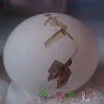 Cum să hatch pui foto și video de revizuire