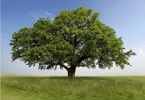 Cum să crească un stejar de la o ghindă și răsaduri la domiciliu (Acorn) Cum să crească un stejar de la o ghindă și răsaduri la domiciliu