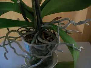 Cum să crească orhidee la recomandări pentru îngrijirea la domiciliu a unei plante