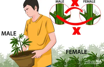 Cum să crească un gazon de trifoi