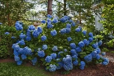 Cum să crească și cum să fertiliza hortensie