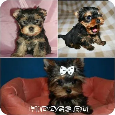 Cum de a alege un catelus Yorkshire terrier este de a ști (foto)