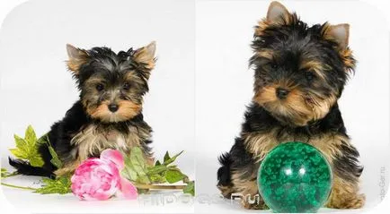 Cum de a alege un catelus Yorkshire terrier este de a ști (foto)