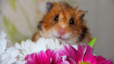 Se pare ca un hamster, ce botul și labele (foto) sa (orice) Se pare ca un hamster, ce botul și labele (foto)