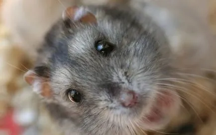 Se pare ca un hamster, ce botul și labele (foto) sa (botul) Se pare ca un hamster, ce botul și labele (foto)