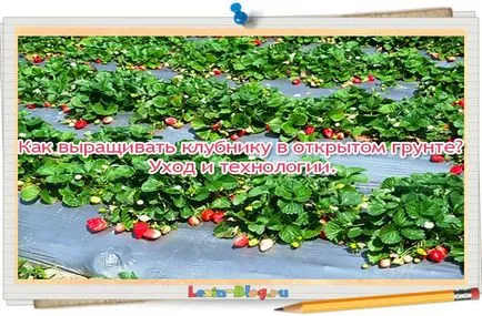 Cum să crească căpșuni în etapa de câmp deschis cu pas instrucțiunile (deschise) Cum să crească căpșuni în etapa câmp deschis cu pas