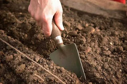 Cum să crească căpșuni în etapa de câmp deschis cu pas instrucțiunile (sol) Cum să crească căpșuni în etapa câmp deschis cu pas
