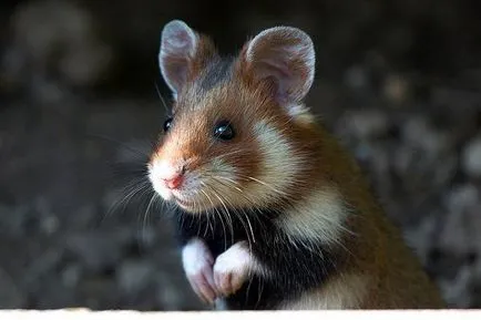 Se pare ca un hamster, ce botul și labele (foto) sa (picior) Se pare ca un hamster, ce botul și labele (foto)