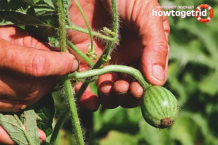 Cum să crească pepeni verzi în câmp deschis (metoda de pepeni verzi de plantare) Cum să crească pepeni verzi în câmp deschis