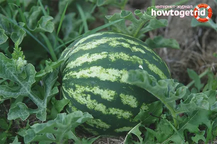 Cum să crească pepeni verzi în câmp deschis (metoda de pepeni verzi de plantare) Cum să crească pepeni verzi în câmp deschis