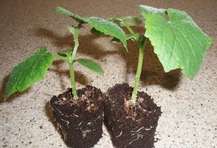 Cum să crească un pepene de la plantare de semințe de acasă, de îngrijire, polenizarea, foto, video (cresc) Cum să crească un pepene de la plantare de semințe de acasă, de îngrijire, polenizarea, foto, video