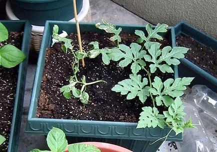 Cum să crească un pepene de la plantare de semințe de acasă, de îngrijire, polenizarea, foto, video (pepene verde) Cum să crească un pepene de la plantare de semințe de acasă, de îngrijire, polenizarea, foto, video