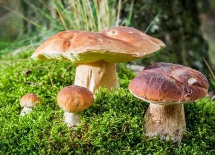 Cum să crească ciuperci în țară - ciuperci, ciuperci stridie, chanterelles
