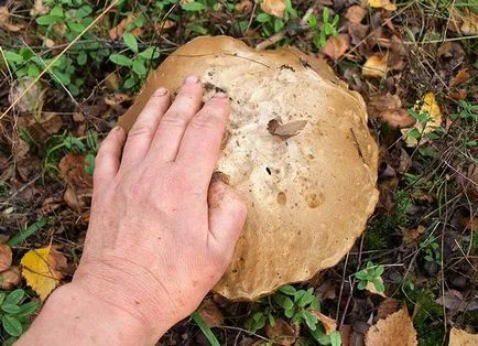 Cum să crească ciuperci în țară - ciuperci, ciuperci stridie, chanterelles