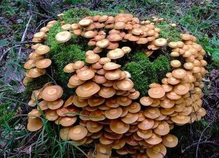 Cum să crească ciuperci în țară - ciuperci, ciuperci stridie, chanterelles