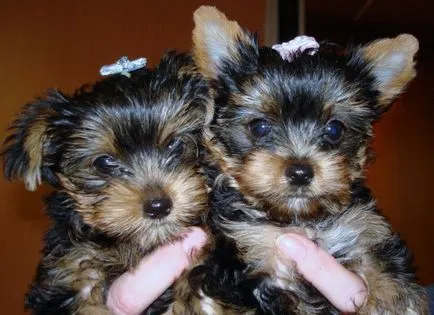 Cum de a alege un catelus Yorkshire terrier - articole despre caini (terrier) Cum de a alege un catelus Yorkshire terrier - Articole despre caini