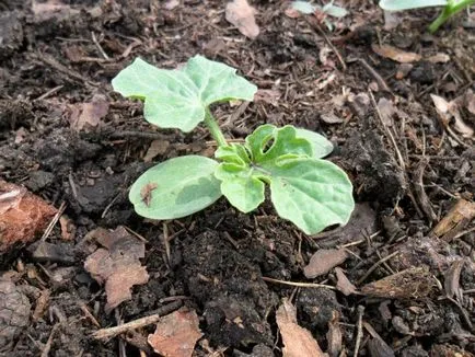 Cum să crească un pepene de la plantare de semințe de acasă, de îngrijire, polenizarea, foto, video (pepene verde) Cum să crească un pepene de la plantare de semințe de acasă, de îngrijire, polenizarea, foto, video