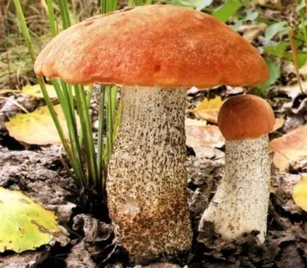Cum să crească o ciuperci de pădure în țară