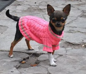 Numele pentru băieți câini chihuahua