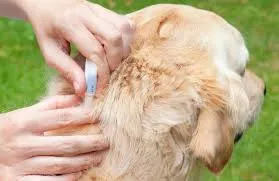 Cum de a trata un câine împotriva căpușelor Cum de a trata un câine împotriva căpușelor
