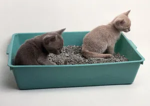 Cum de a preda un pisoi la tava Cum de a preda un pisoi la tava