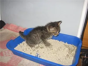 Cum de a preda un pisoi la tava Cum de a preda un pisoi la tava
