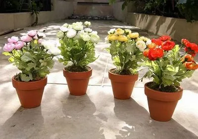 Cum să planteze flori Cum să planteze flori