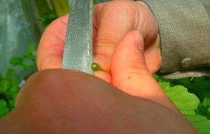Ce este de tăiere în crizantema